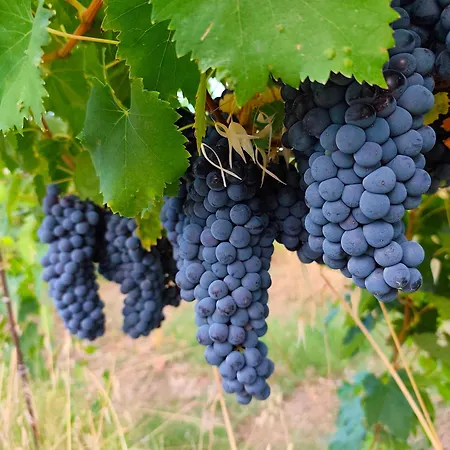 La Vigna 1803